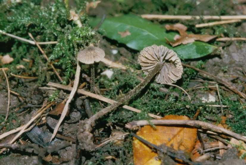 Entoloma foetidum           Hesler